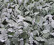 Dusty-Miller-[1].jpg