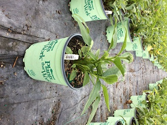 ECHINACEA%20'COMPACT%20ROSE'%20%2017CM-19CM%20PTW%205-3-17[1].jpg