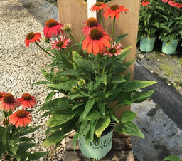 ECHINACEA 'ARTISAN RED OMBRE' 17CM PTW WNI.jpg
