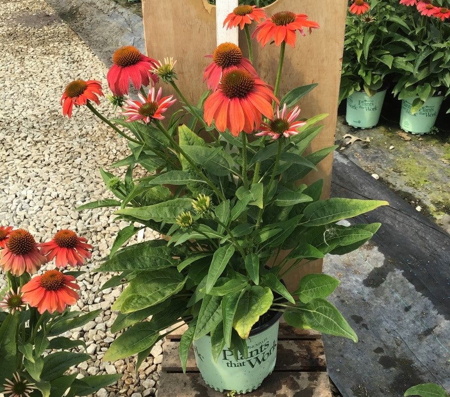 ECHINACEA 'ARTISAN RED OMBRE' 17CM PTW WNI.jpg