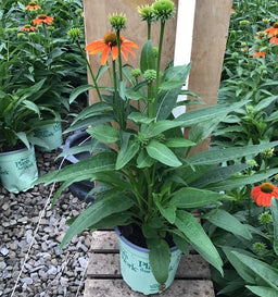 ECHINACEA 'ARTISAN SOFT ORANGE' 17CM PTW WNI.jpg