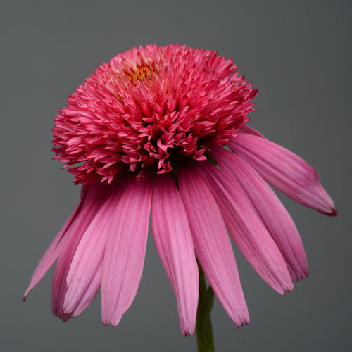 ECHINACEA'DOUBLESCOOPBUBBLEGUM'.jpg