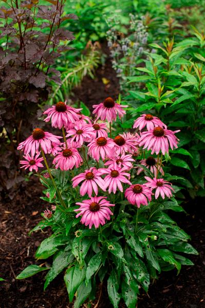 ECHINACEA PURPLE EMPEROR.jpg