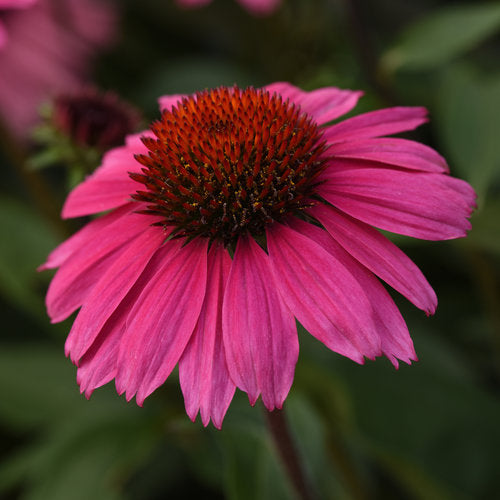 ECHINACEA'SOMBREROROSADO'.jpg