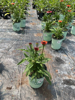 ECHINACEA SUNSEEKERS ORANGE 17CM PTW_22308 (6).jpg