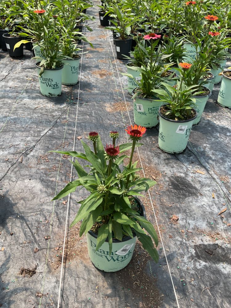 ECHINACEA SUNSEEKERS ORANGE 17CM PTW_22308 (6).jpg