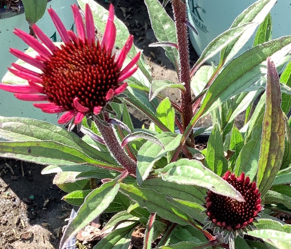 ECHINACEA_SUNSEEKERS_PURPLICIOUS_17CM_PTW.jpg