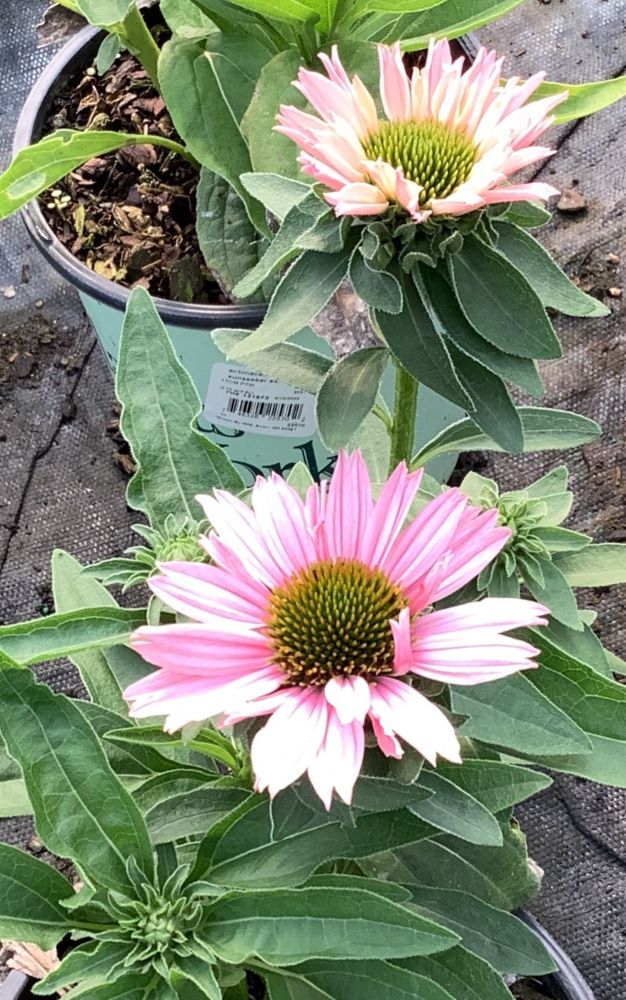 ECHINACEA_SUNSEEKERS_SALMON_17CM_PTW.jpg