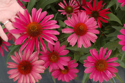 ECHINACEA TNECHKR.jpg