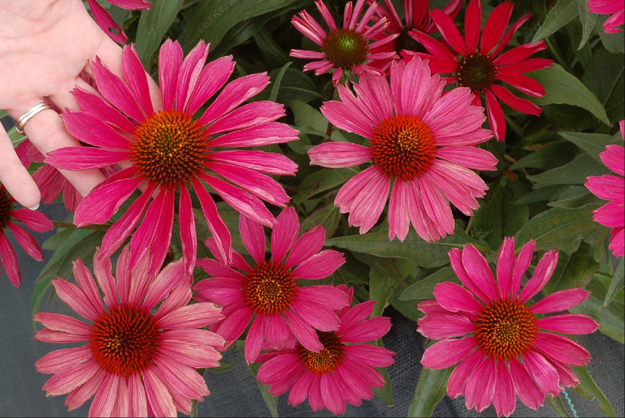 ECHINACEA TNECHKR.jpg