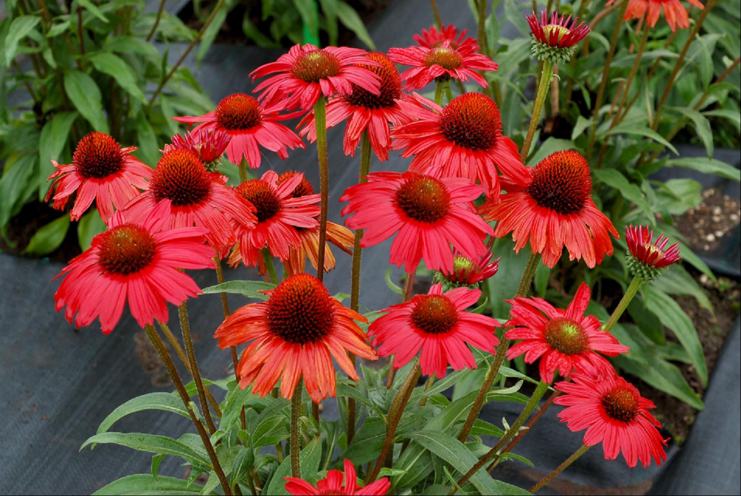 ECHINACEA TNECHKRD.jpg
