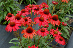 ECHINACEA TNECHKRD.jpg