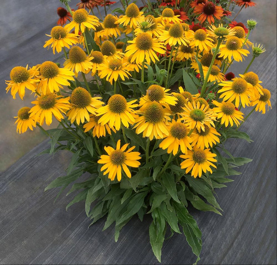 ECHINACEA TNECHKY.jpg