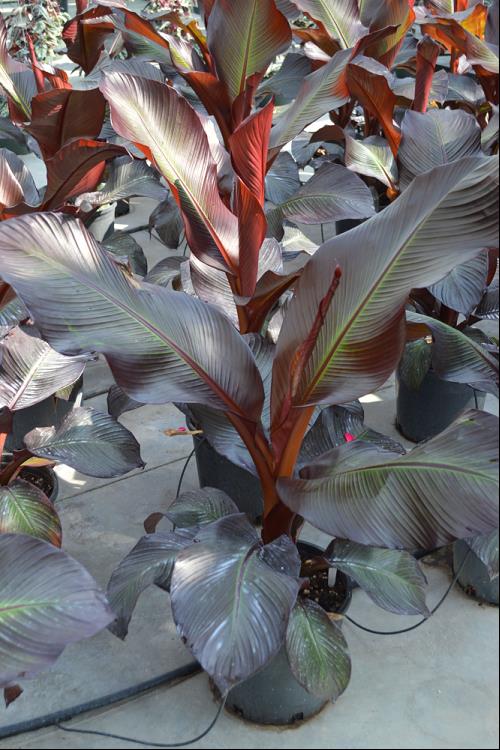 ENSETE MAURELII.jpg