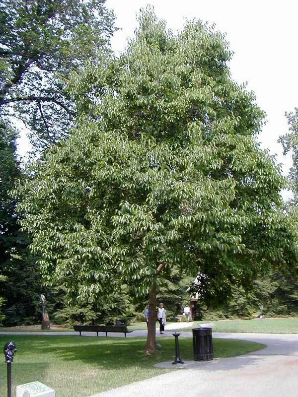 EUCOMMIA_ULMOIDES.jpg