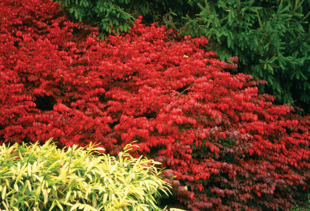 EUONYMUS_ALATUS_FIREBALL.jpg