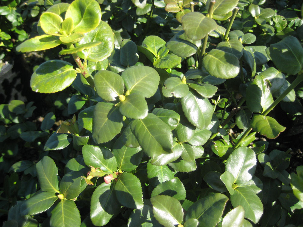 EUOUN GREENLANE B.jpg