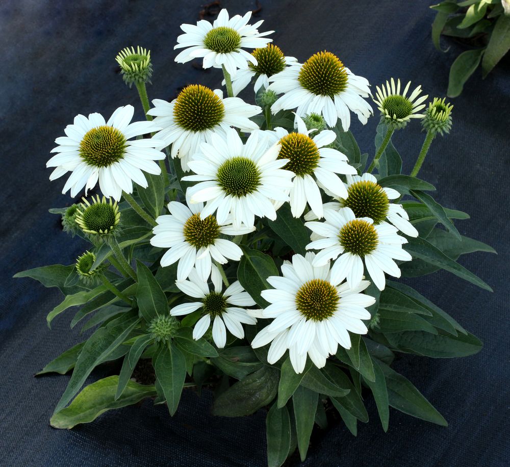 Echinacea-Kismet-White-3_CCT.jpg