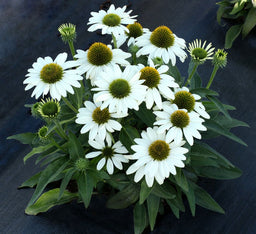 Echinacea-Kismet-White-3_CCT.jpg