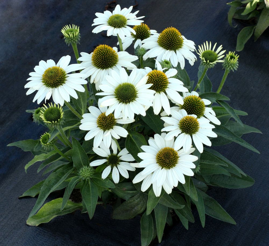 Echinacea-Kismet-White-3_CCT.jpg