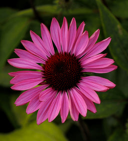 Echinacea-purpureaRuby-Star.jpg