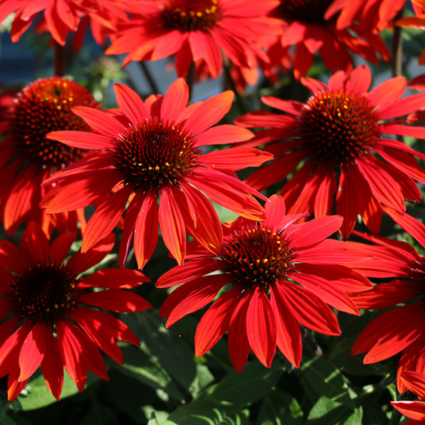 Echinacea-sombrero-sangrita.jpg.png