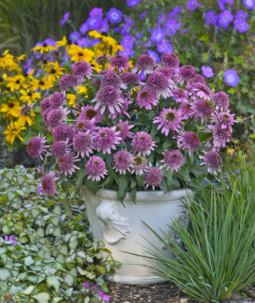Echinacea Butterfly Kisses.jpg