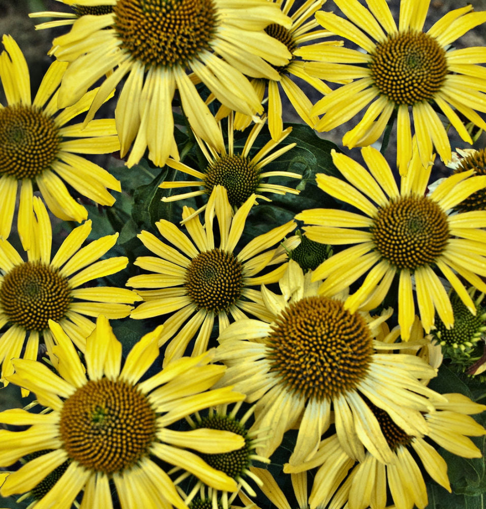 Echinacea Cleopatra ppaf.jpg