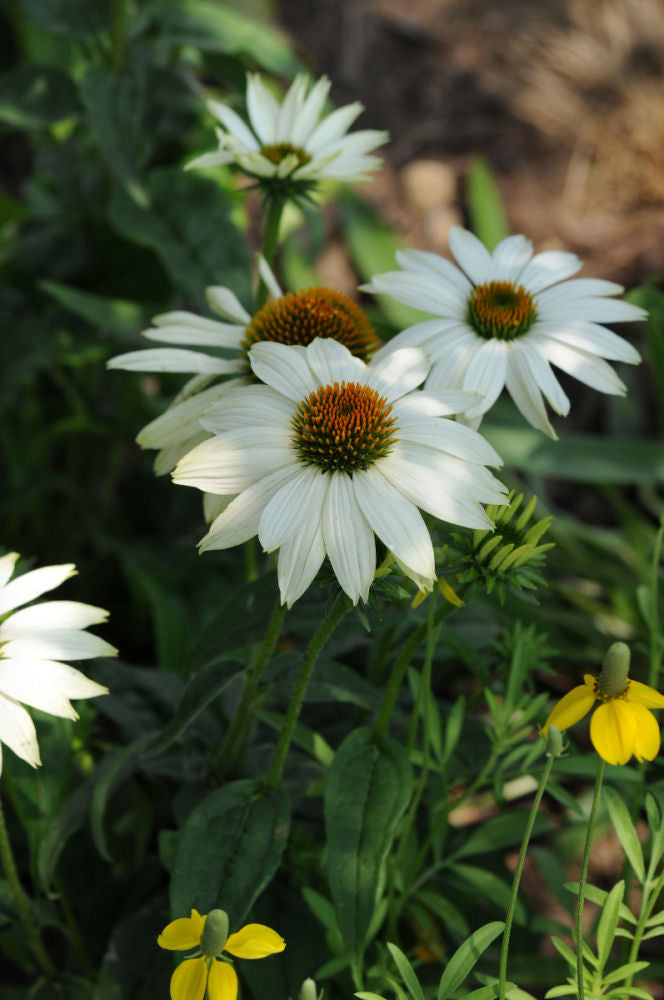 Echinacea PowWow White.jpg
