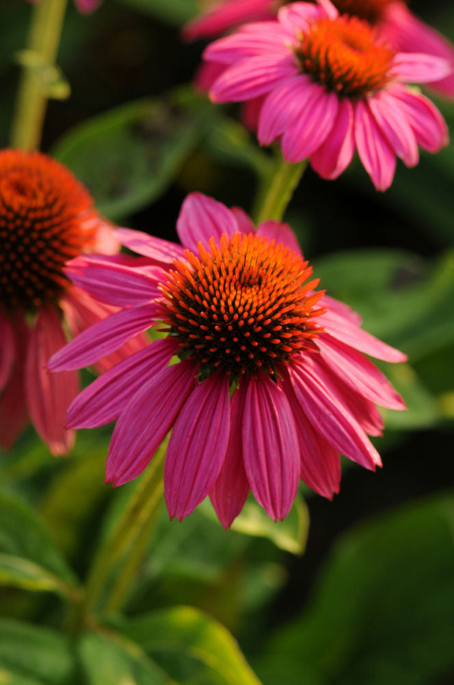 Echinacea PowWow Wildberry.jpg