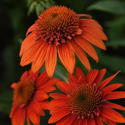 Echinacea Sombrero® Fiesta Orange (Echinacea x hybrida 'Balsomstor') _Ball_Seed_.jpeg