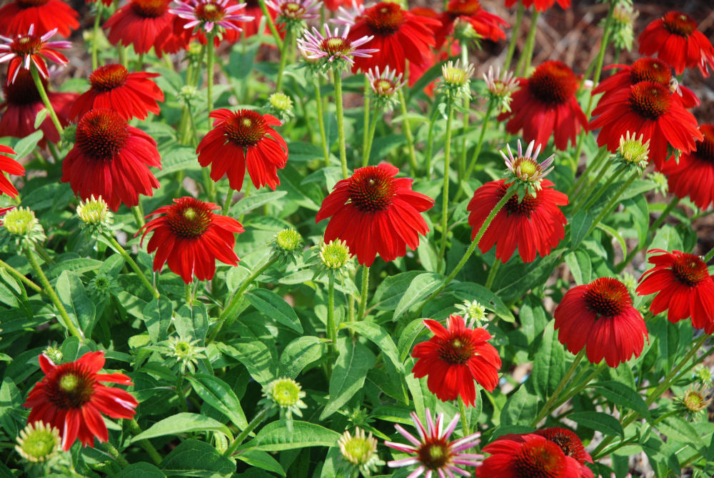 Echinacea Sombrero Salsa Red.JPG