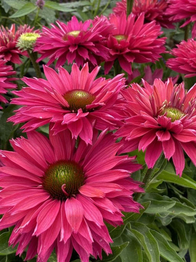 Echinacea SunSeekers Sweet Fuchsia cu.jpg