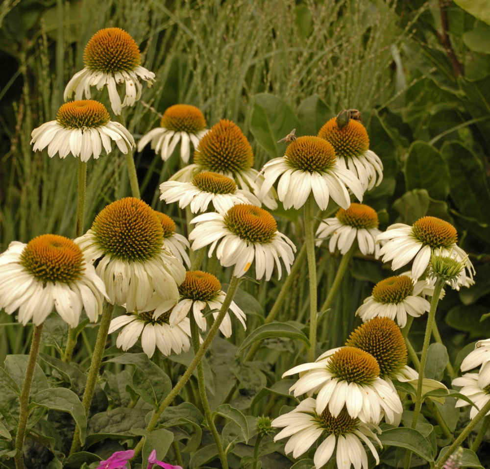 Echinacea White-Swan.jpg