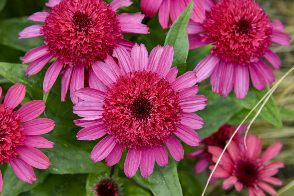 Echinacea hybrid Double Coded(TM) Raspberry Beret 11934 C.jpg