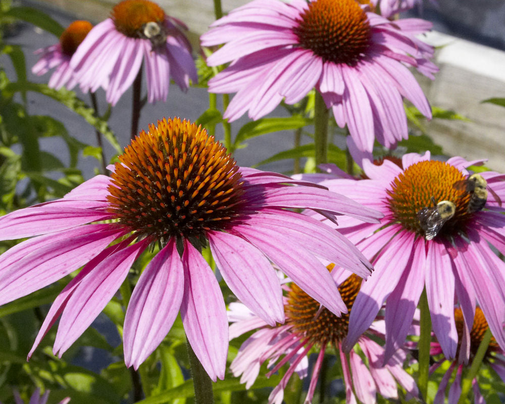 Echinacea_purpurea_Magnus.jpg