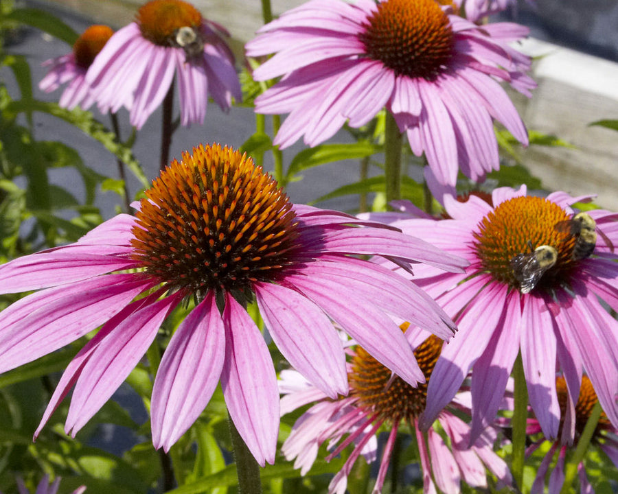 Echinacea_purpurea_Magnus.jpg