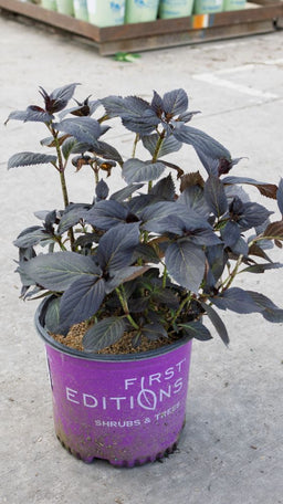 Eclipse® Bigleaf Hydrangea (Hydrangea macrophylla 'Bailmacseven')_22594_April 2025_Avon_Dock_IMG_6803.jpg