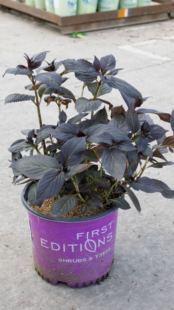 Eclipse® Bigleaf Hydrangea (Hydrangea macrophylla 'Bailmacseven')_22594_April 2025_Avon_Dock_IMG_6803.jpg