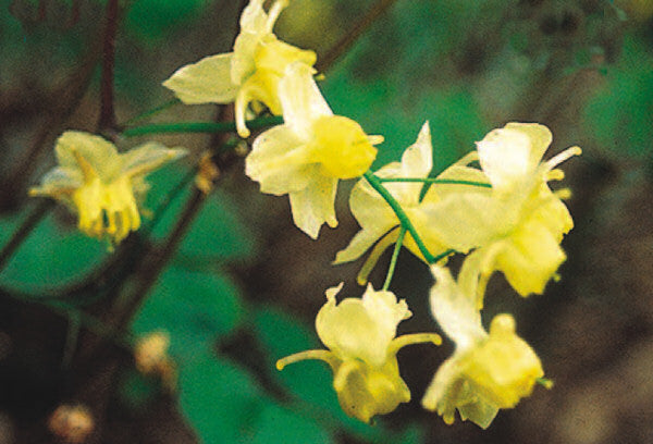 EpimediumSulphureum.jpg