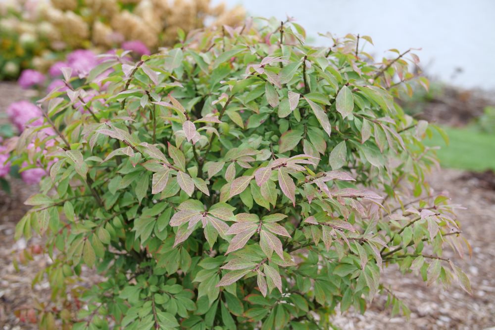 Euonymus Fire Ball Seedless P1239169.jpg