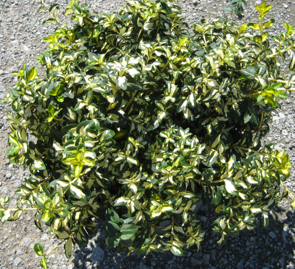 Euonymus Moonshadow.jpg