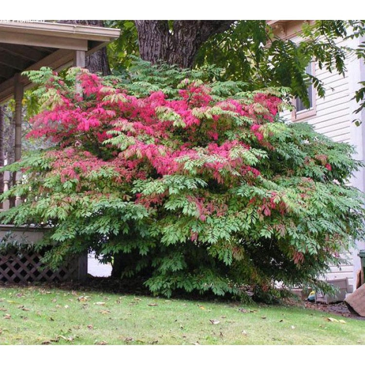 Euonymus_alatus_chicago_fire[1].jpg