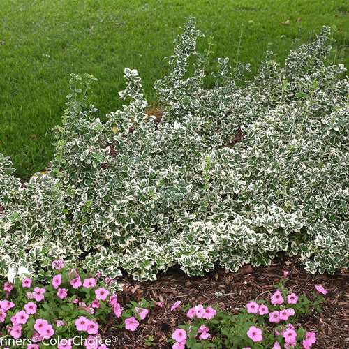 Euonymus fortunei White Album Proven Winners.jpg