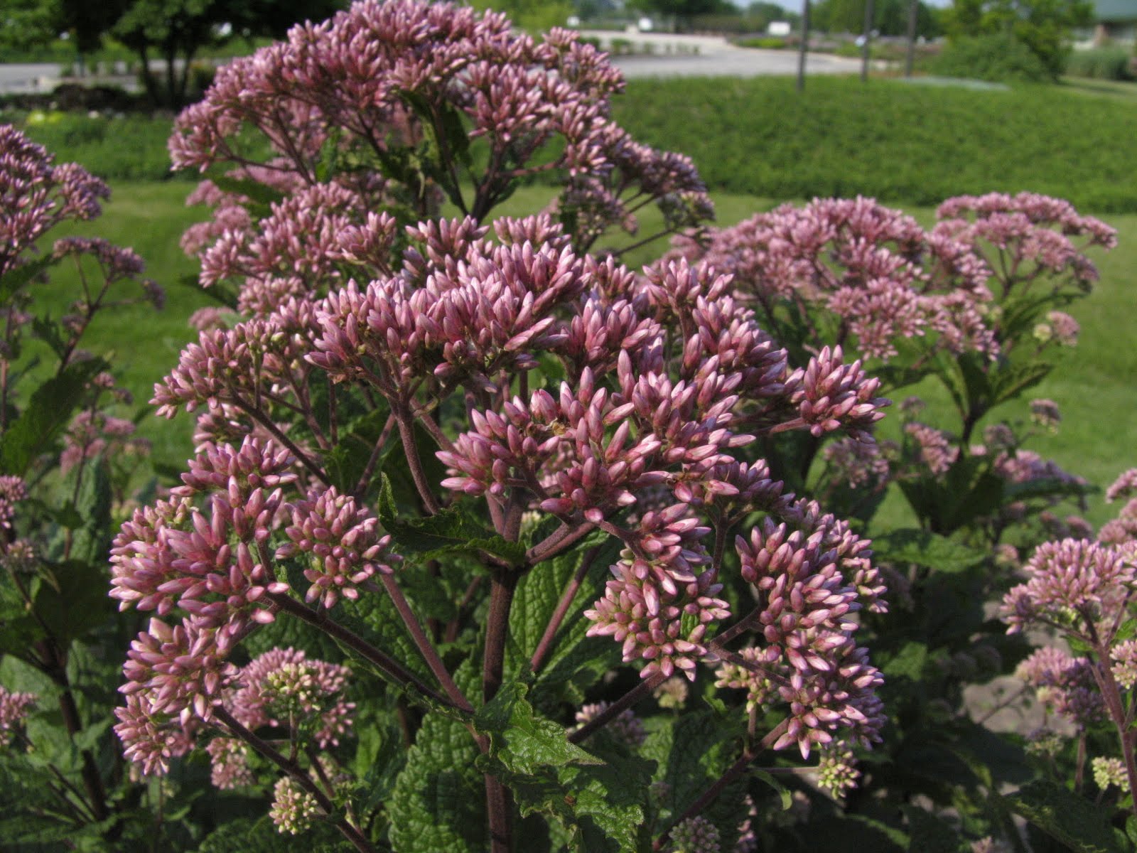 Eupatorium-Little-Joe.jpg