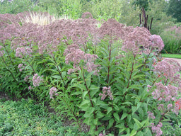 Eupatorium-gateway.jpg