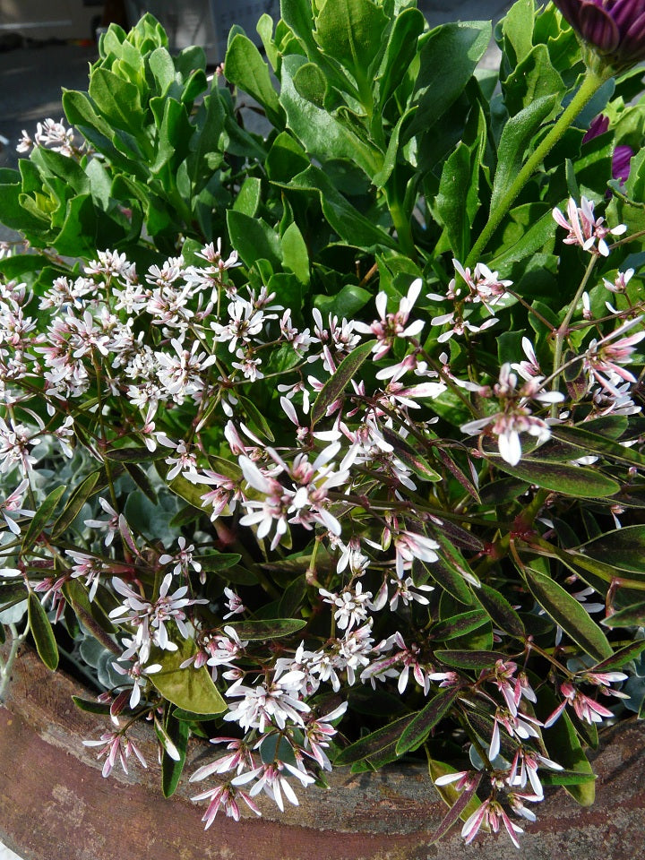 Euphorbia_Breathless_Blush[1].jpg
