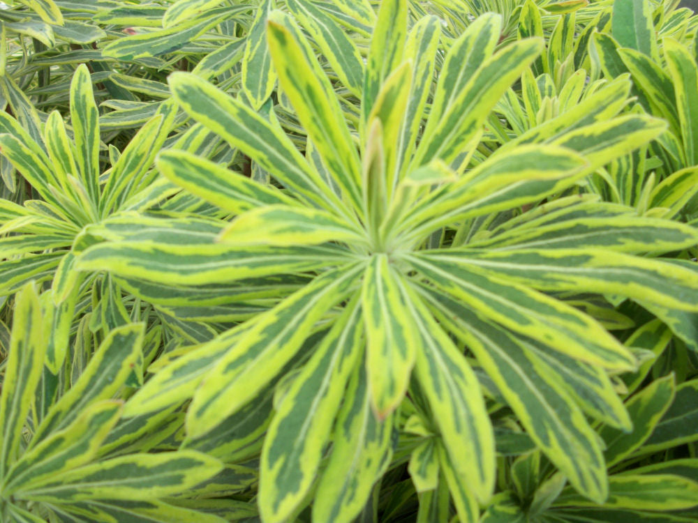 Euphorbia ascott rainbow.jpg