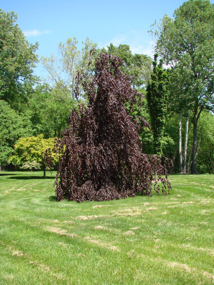 FAGUS_PURPLE_FOUNTAIN.JPG