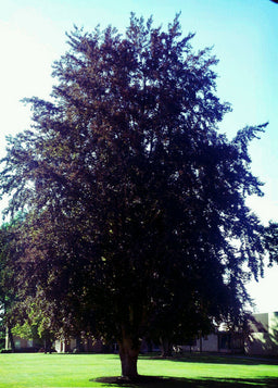FAGUS_RIVERSII.jpg